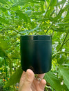 Black container held in front of a green plant with small tomatoes