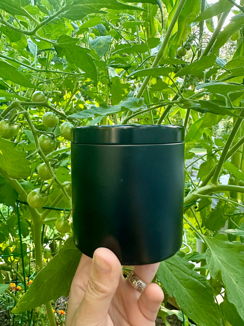 Black container held in front of a green plant with small tomatoes