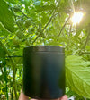 Black container held in front of a tomato plant with green tomatoes and sunlight filtering through leaves.