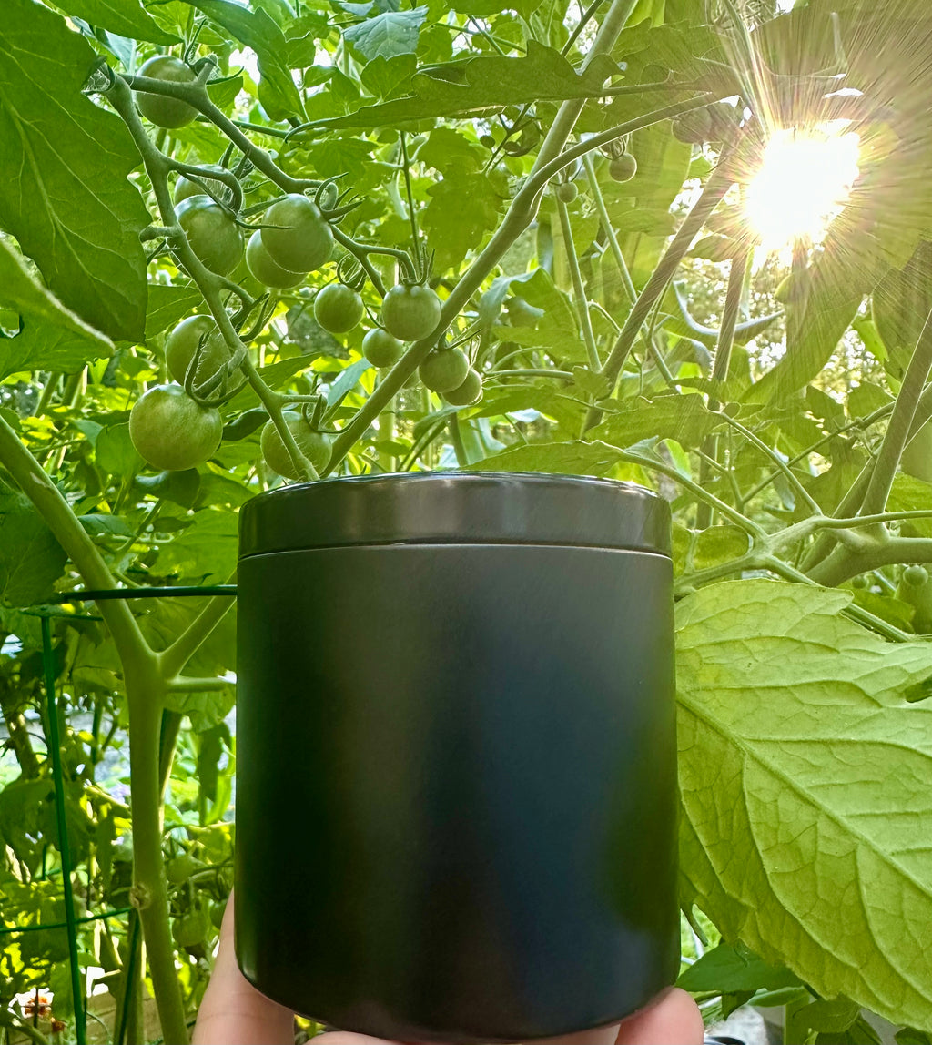 Black container held in front of a tomato plant with green tomatoes and sunlight filtering through leaves.