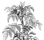 Detailed black and white illustration of a plant with leaves and flowers on a white background